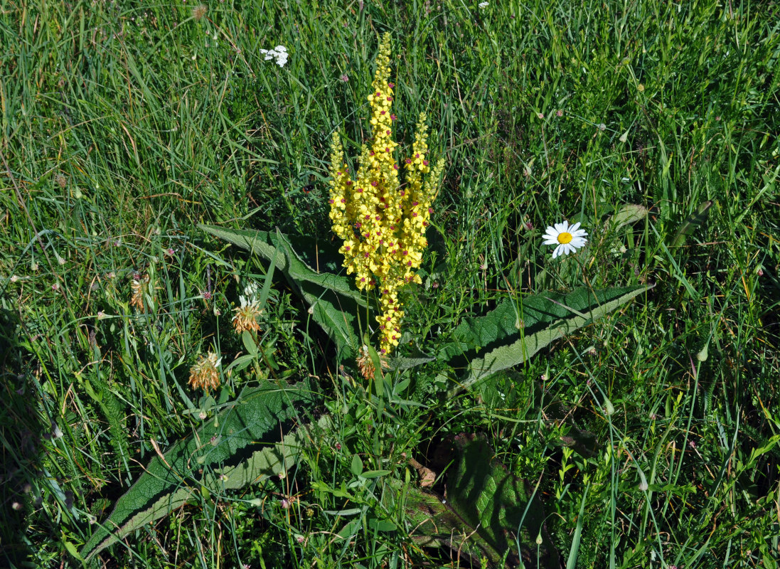 Image of Verbascum chaixii ssp. austriacum specimen.