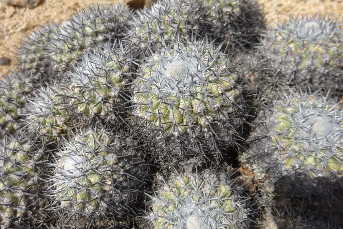 Изображение особи Copiapoa cinerascens.