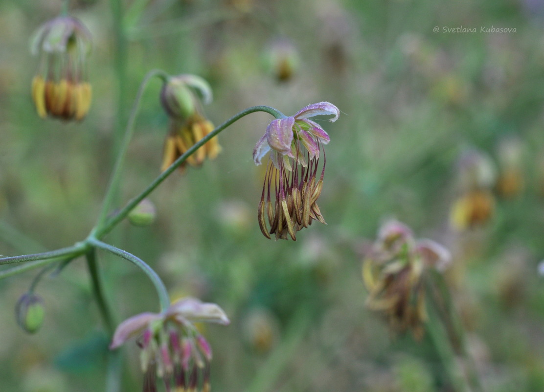 Изображение особи Thalictrum foetidum.