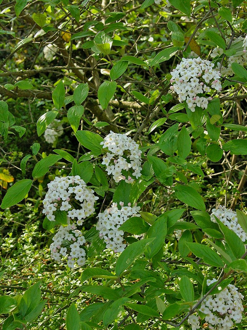 Image of Viburnum &times; burkwoodii specimen.