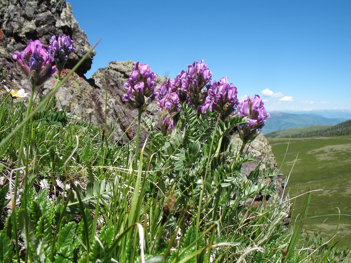 Изображение особи Oxytropis ambigua.