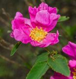 genus Rosa. Цветок. Челябинская обл., Кизильский р-н, Богдановское сельское поселение, пос. Грязнушинский, долина р. Урал, каменистая закустаренная степь. 13 июня 2019 г.