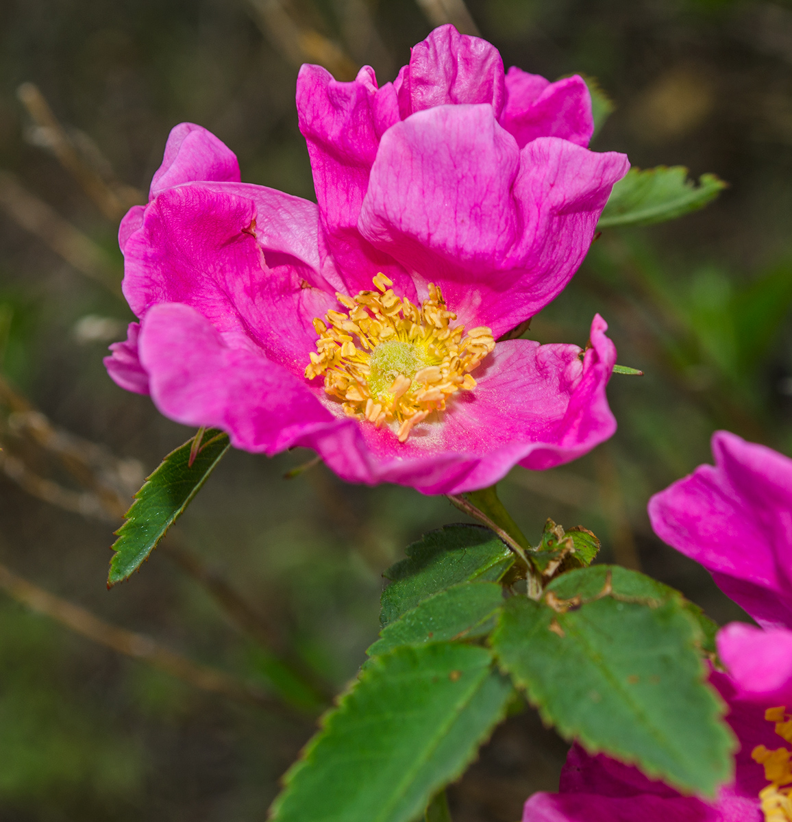 Image of genus Rosa specimen.