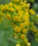 Solidago gigantea