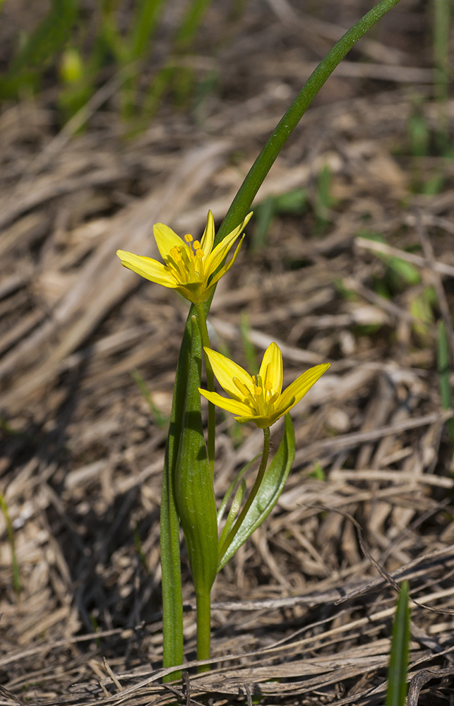 Image of genus Gagea specimen.