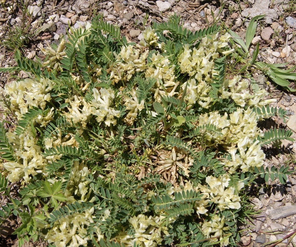 Изображение особи Astragalus resupinatus.