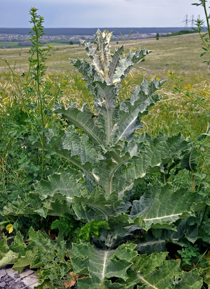 Image of Onopordum acanthium specimen.