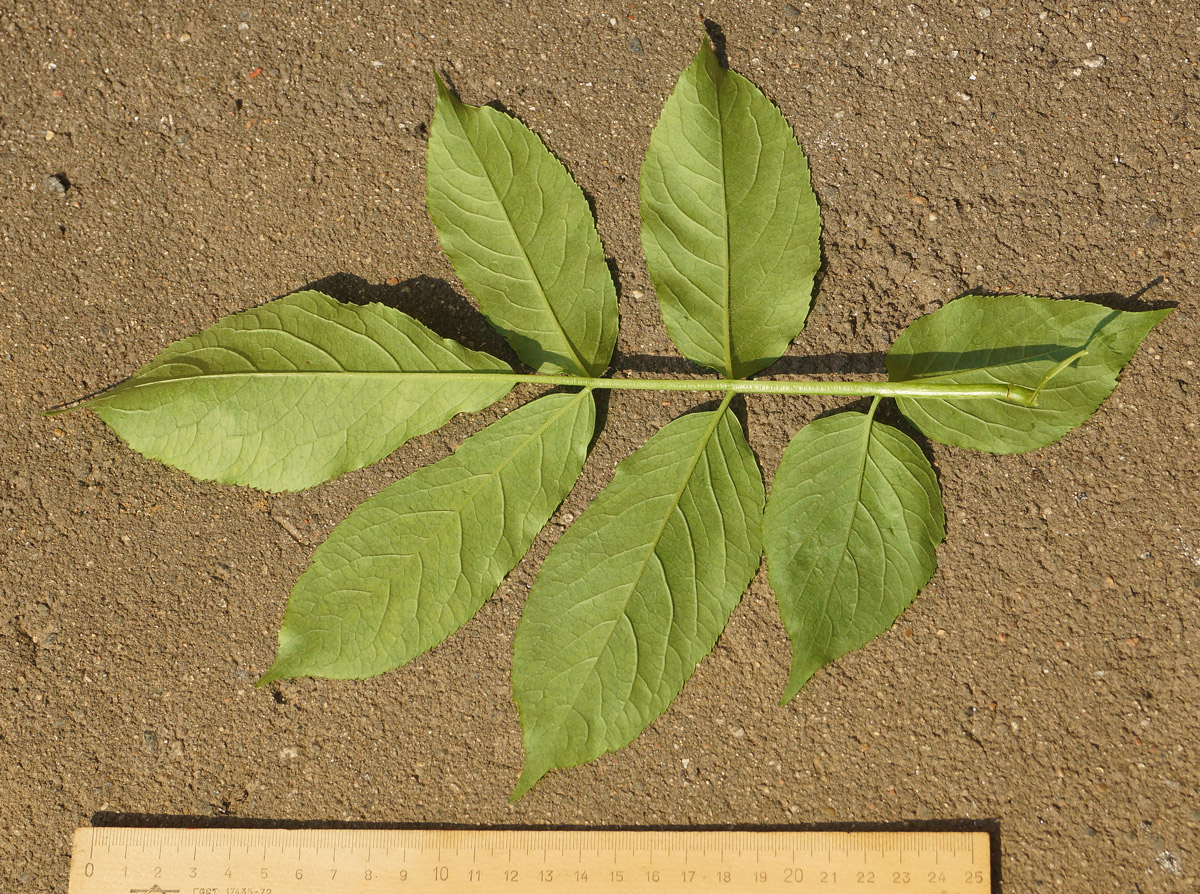 Image of Sambucus nigra specimen.