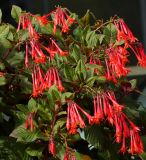 Fuchsia triphylla