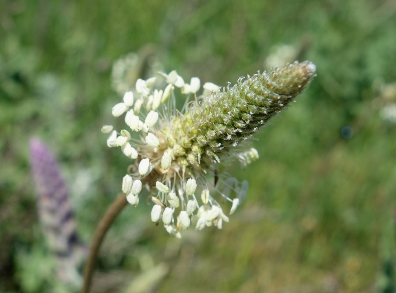 Изображение особи Plantago lanceolata.