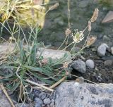 Plantago lanceolata