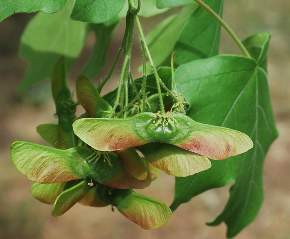 Image of Acer campestre specimen.