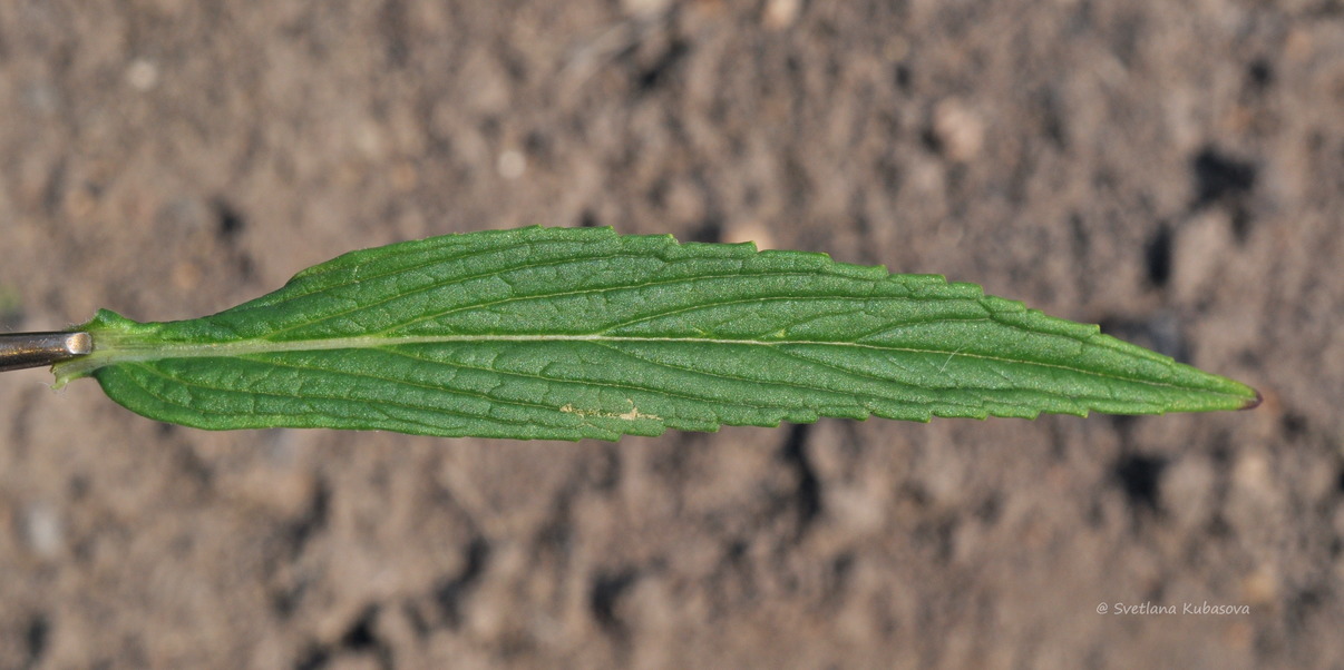 Изображение особи Nepeta nervosa.