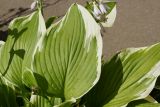 Hosta albomarginata