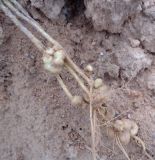 Linaria vulgaris