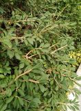 Euonymus sacrosanctus