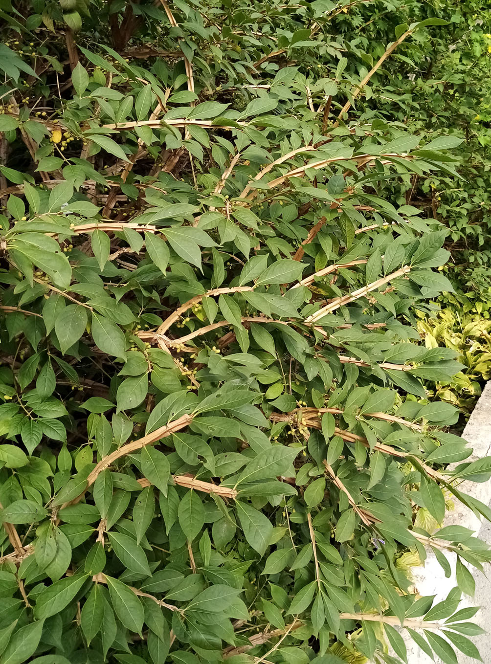 Изображение особи Euonymus sacrosanctus.