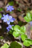 Hepatica nobilis