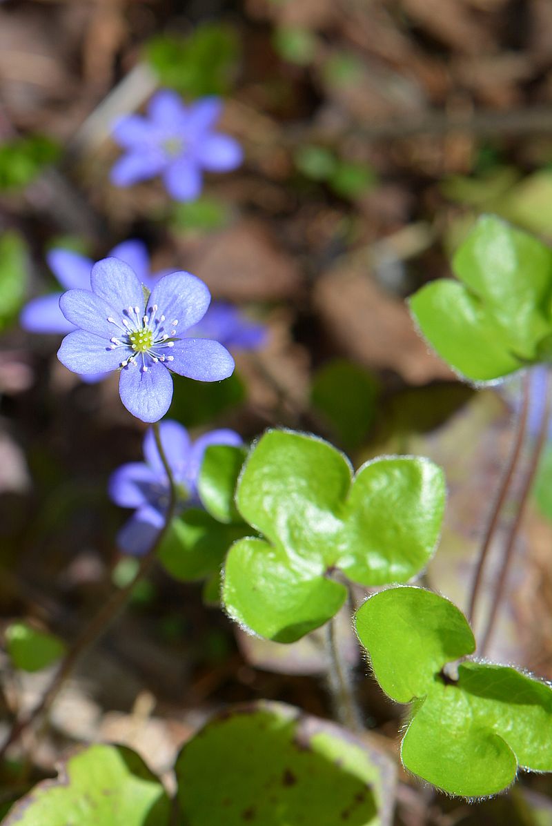 Изображение особи Hepatica nobilis.