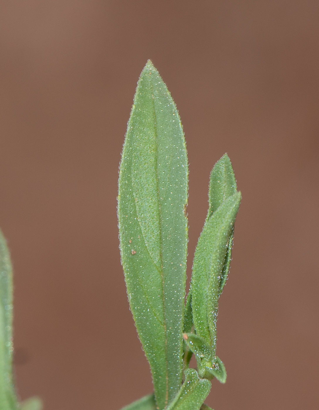 Image of Ocimum americanum specimen.