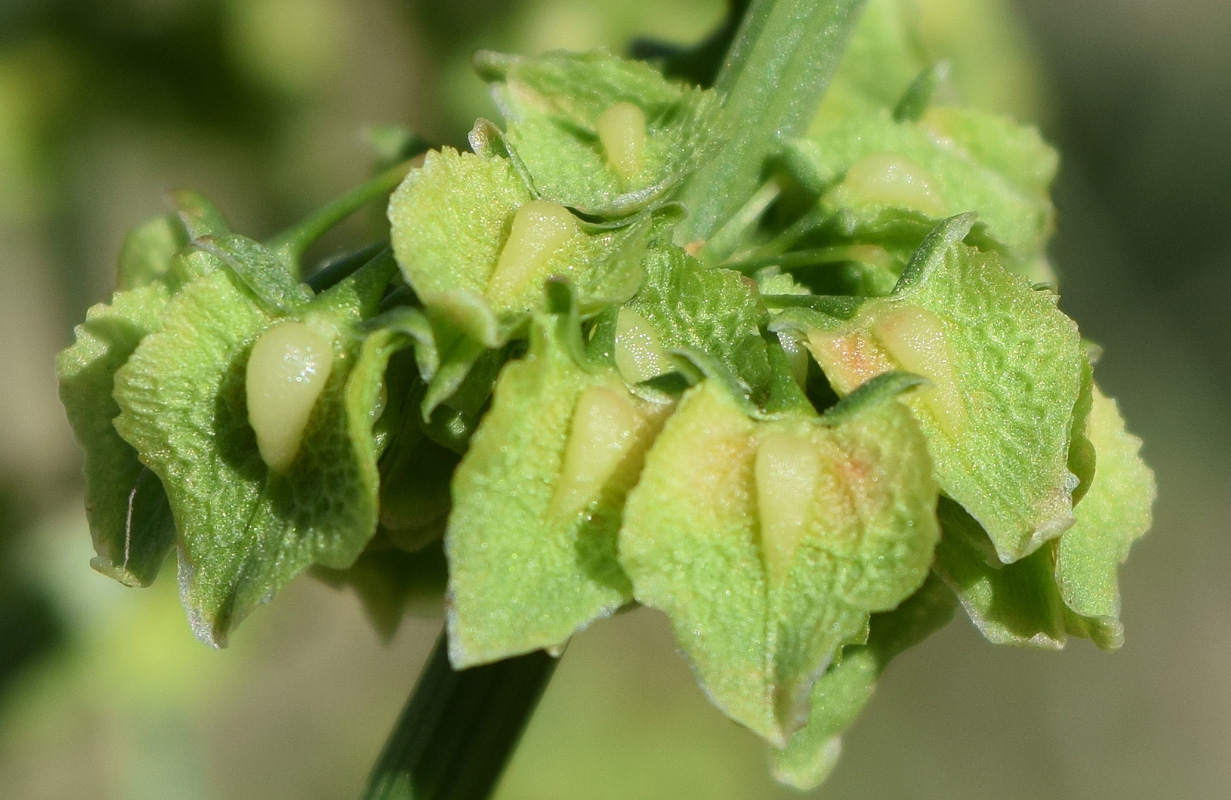 Изображение особи Rumex drobovii.