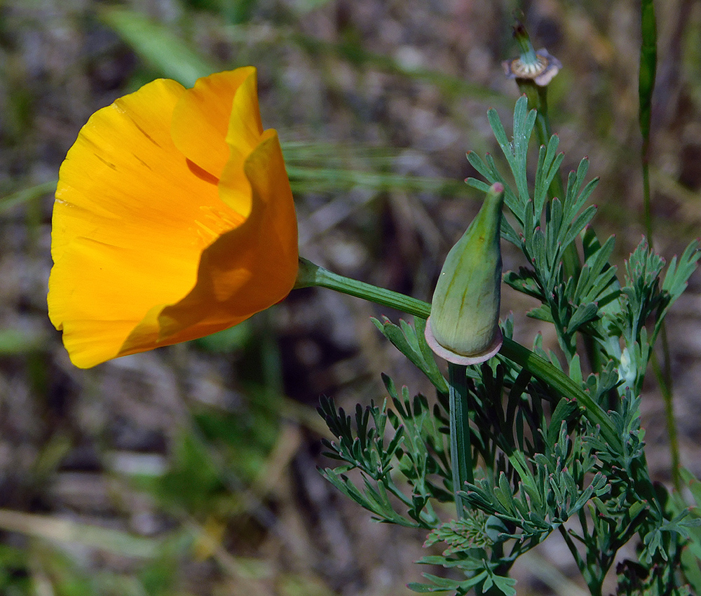 Image of Eschscholzia californica specimen.