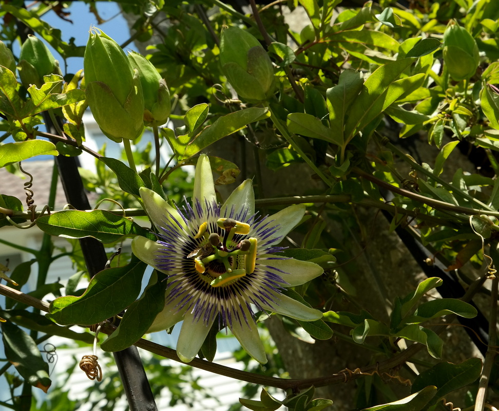 Изображение особи Passiflora caerulea.