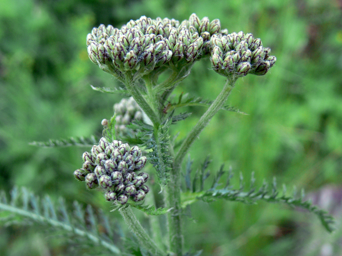 Image of Achillea nigrescens specimen.