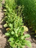 Crambe abyssinica