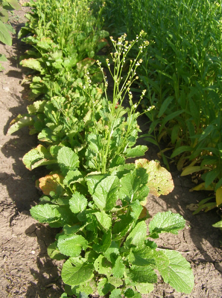 Image of Crambe abyssinica specimen.