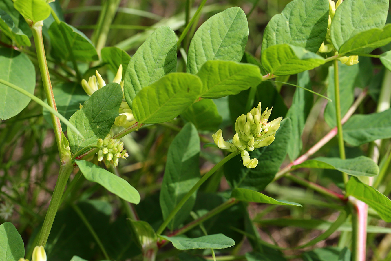 Image of Astragalus glycyphyllos specimen.