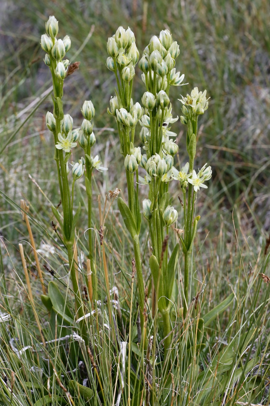 Image of Swertia marginata specimen.