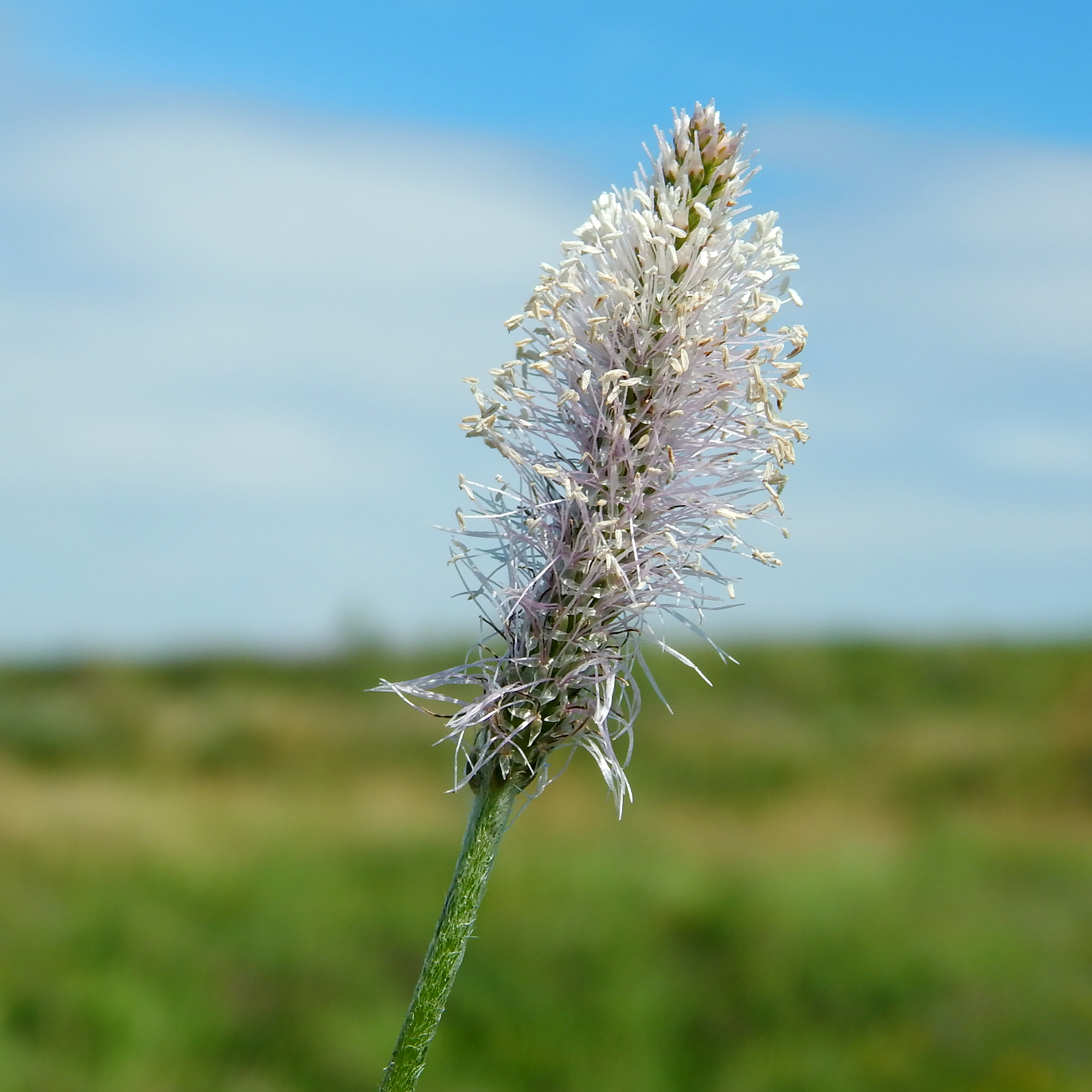 Изображение особи Plantago media.