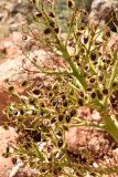 Rheum macrocarpum. Часть соплодия. Таджикистан, Согдийская обл., Исфара, глинисто-щебнистый адыр. 4 мая 2019 г.