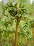 Dryopteris expansa