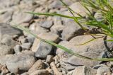 Agrostis stolonifera