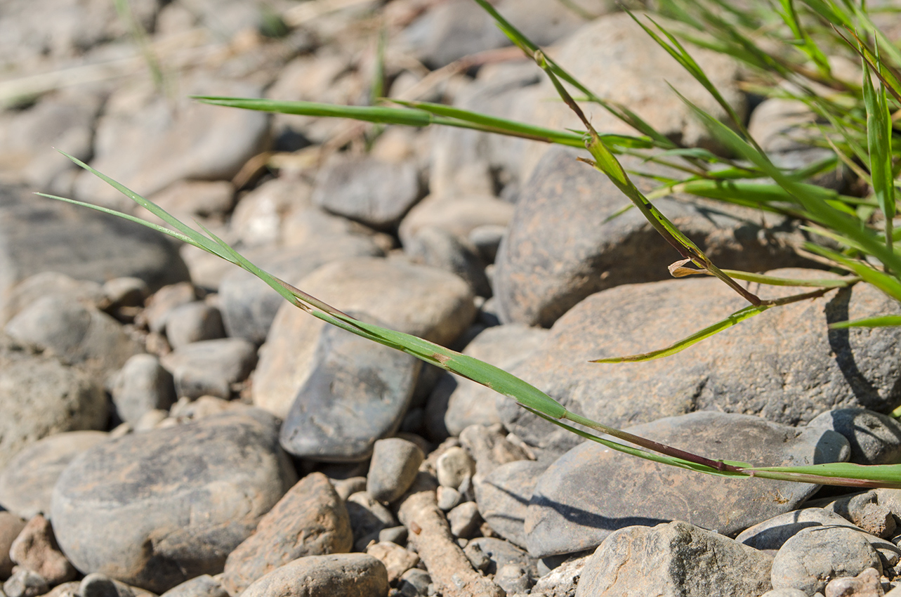 Image of Agrostis stolonifera specimen.