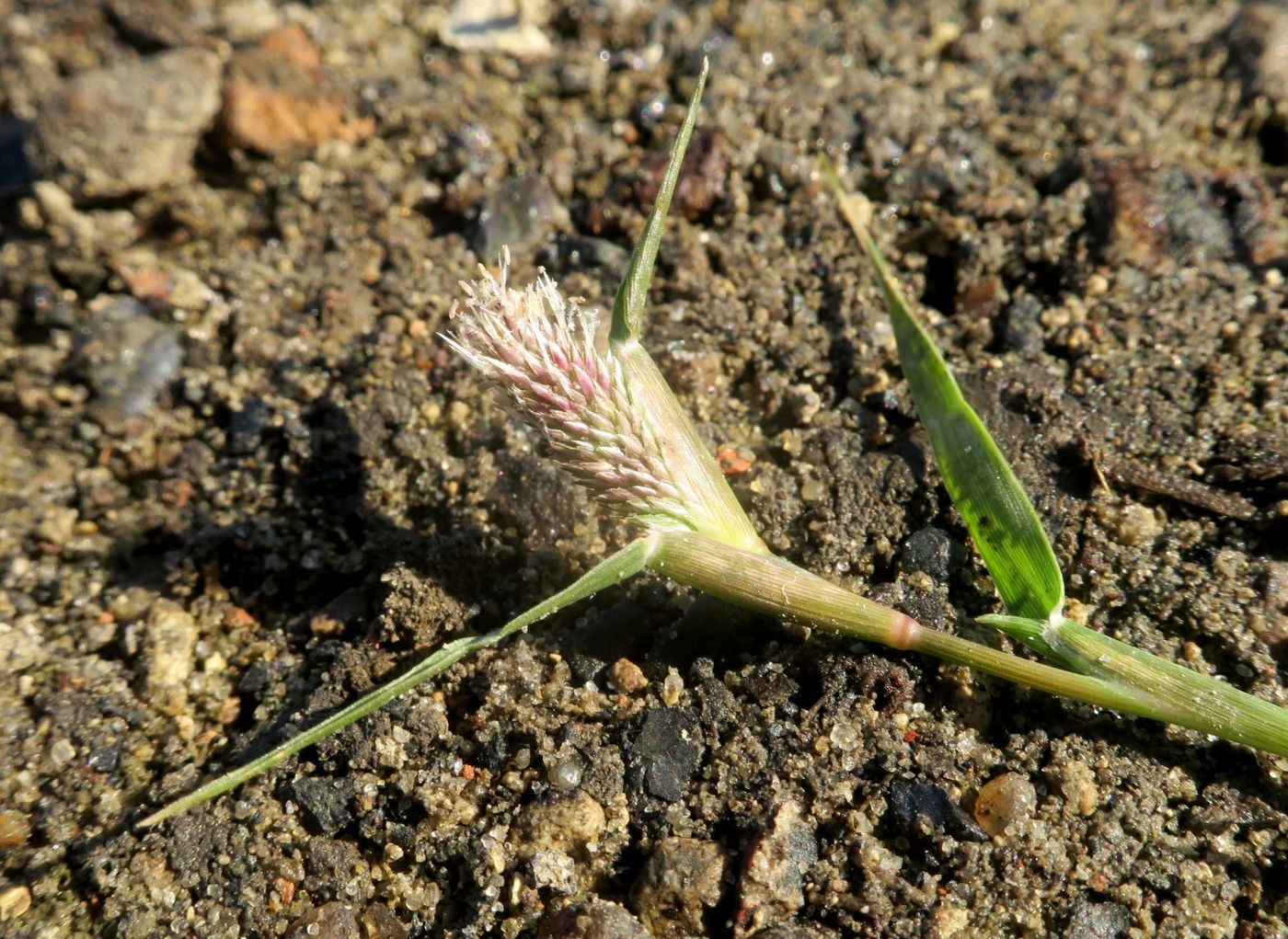 Изображение особи Crypsis schoenoides.