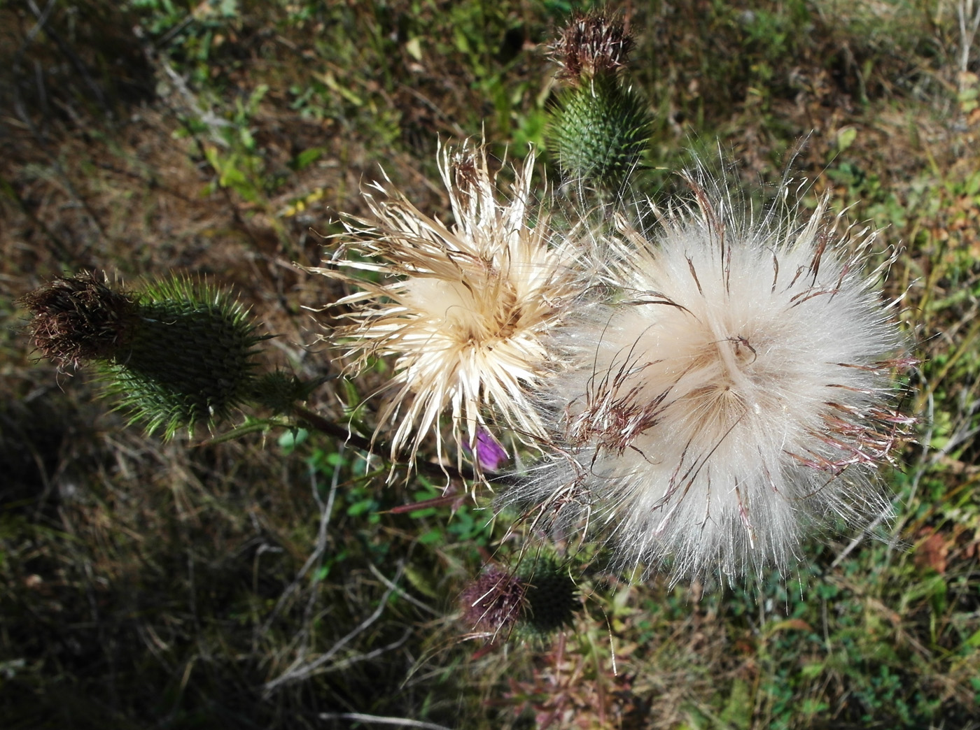 Изображение особи Cirsium vulgare.