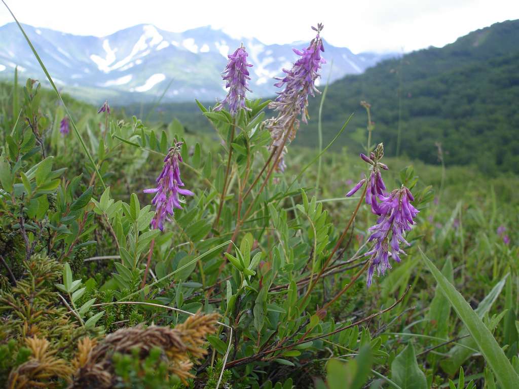 Изображение особи Hedysarum truncatum.