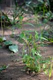 Persicaria hydropiper