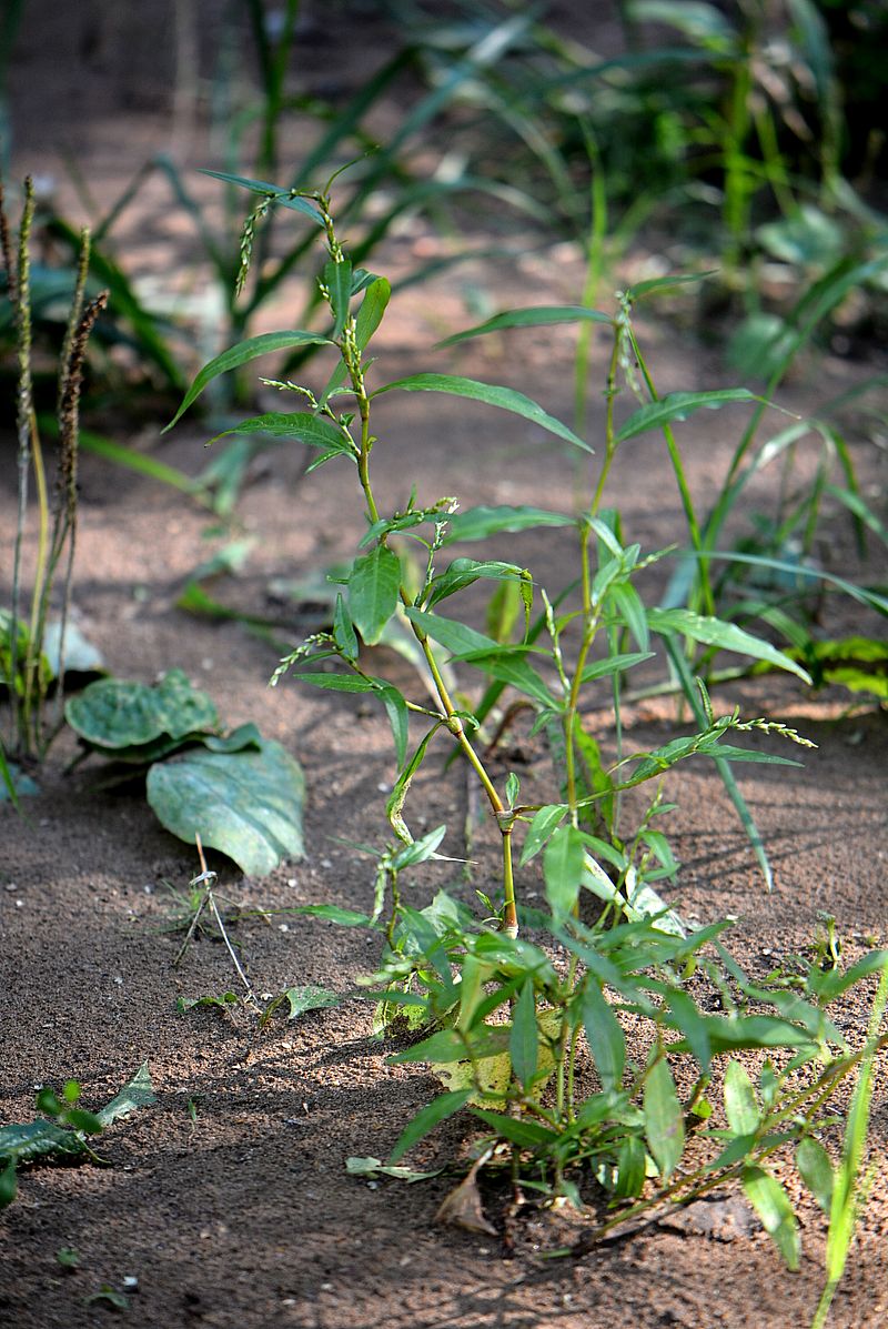 Изображение особи Persicaria hydropiper.