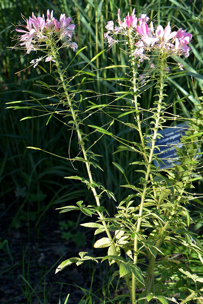 Image of Tarenaya hassleriana specimen.