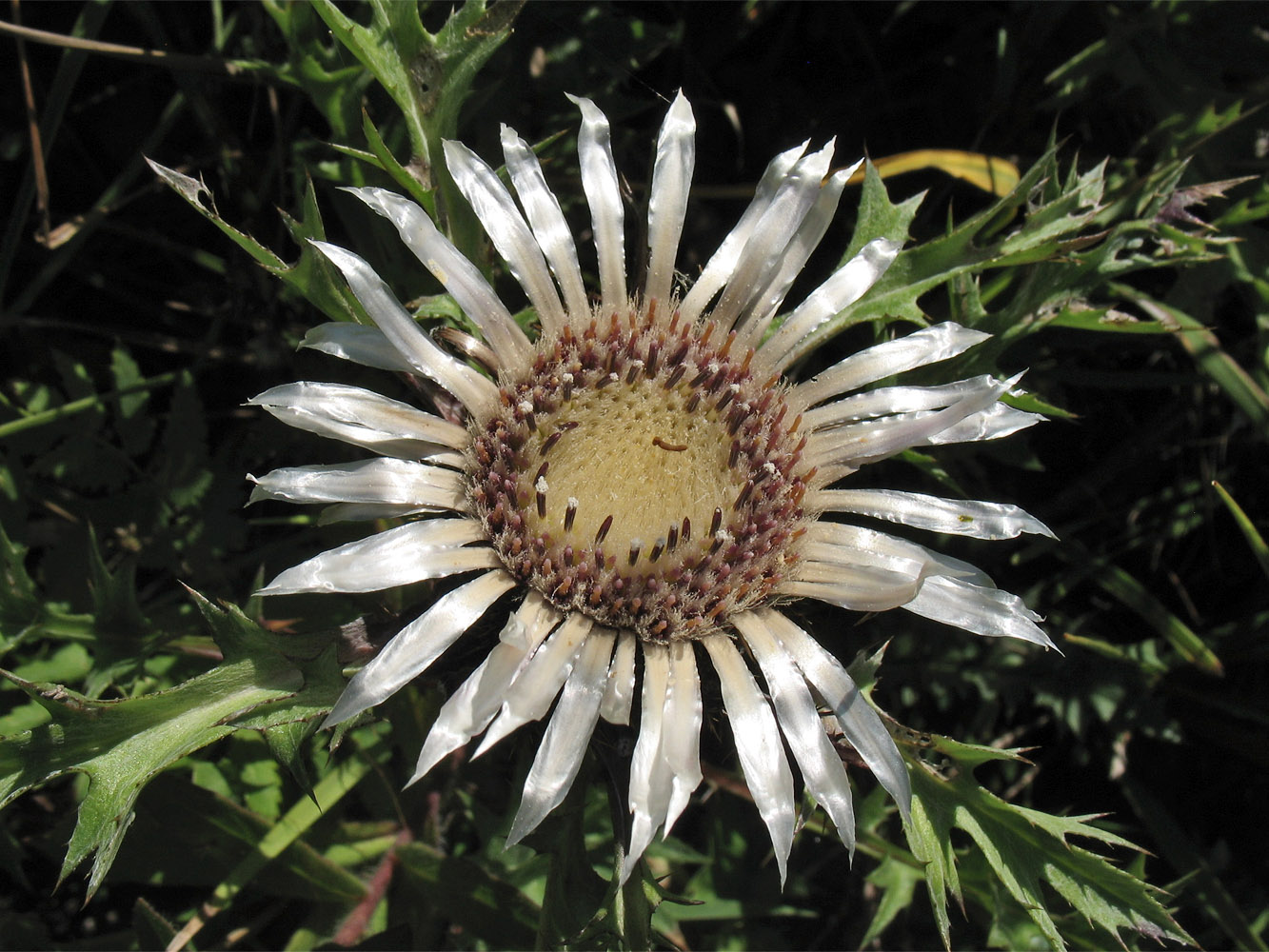 Изображение особи Carlina cirsioides.