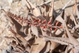 Aloe asperifolia