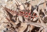 Aloe asperifolia. Соцветие с сидящими муравьями. Намибия, регион Erongo, ок. 30 км к востоку от г. Свакопмунд, пустыня Намиб, национальный парк \"Dorob\", ок. 320 м н. у. м. 03.03.2020.