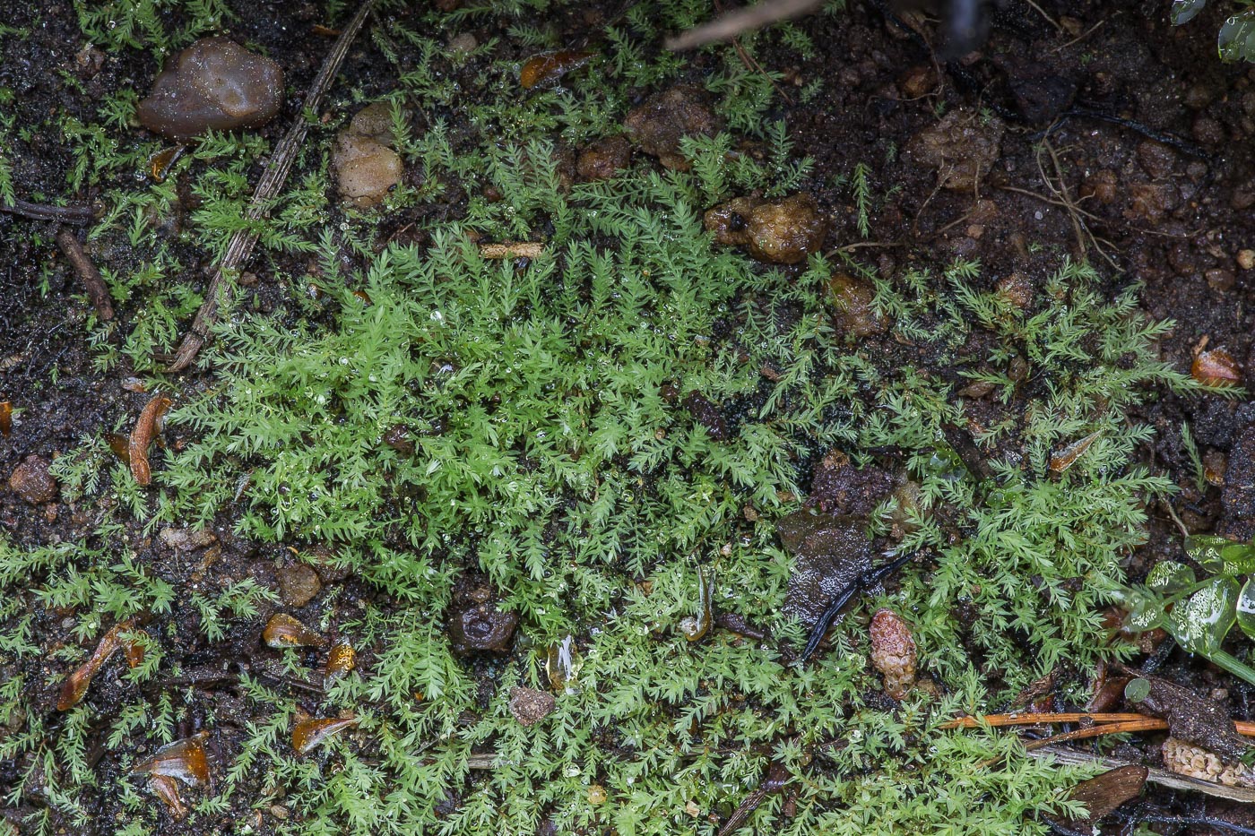 Image of Pohlia wahlenbergii specimen.