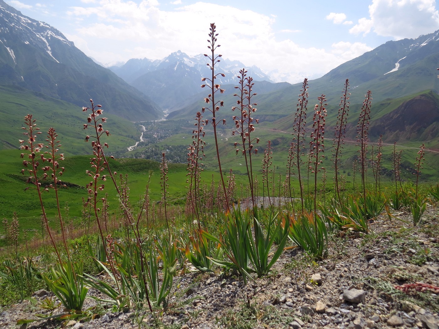 Image of Eremurus brachystemon specimen.
