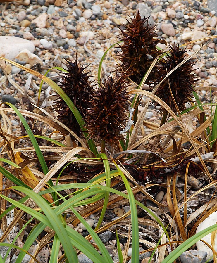 Изображение особи Carex macrocephala.