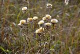 Carlina biebersteinii. Верхушки побегов с соплодиями. Тульская обл., Узловский р-н, Романцевские горы, залежь. 03.10.2020.